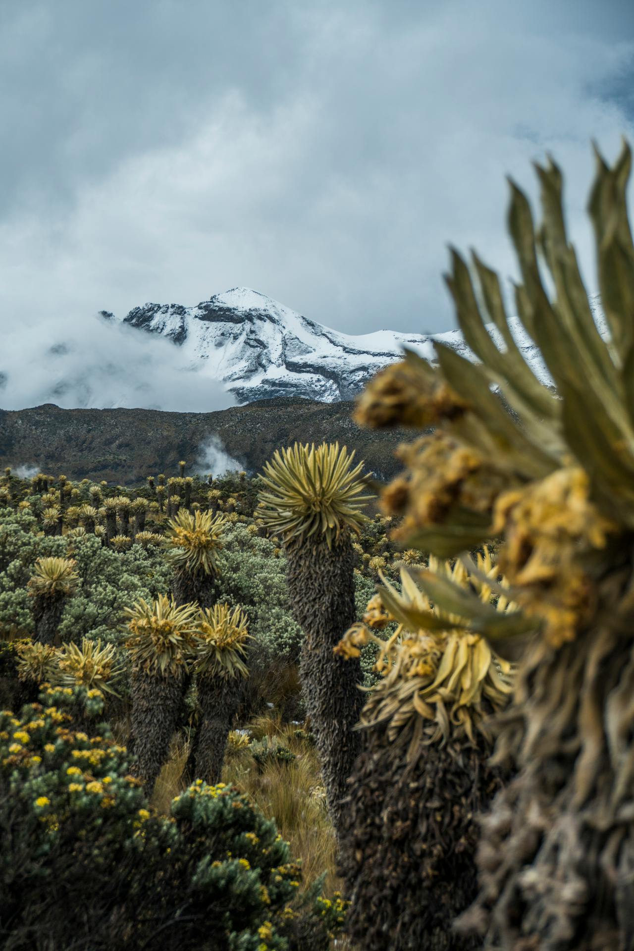 kilimanjaro mountain climates